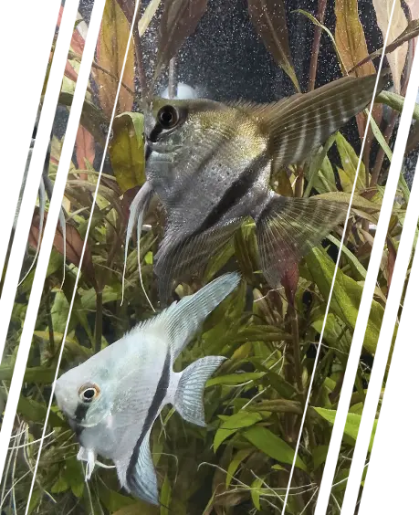 Skalar Skalar Fische