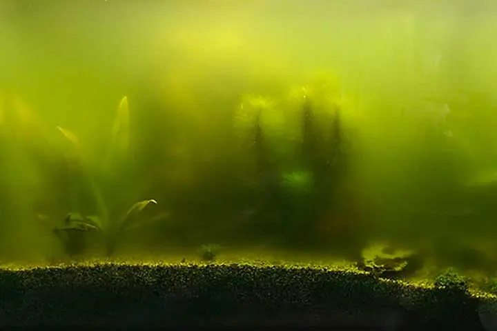 Algen Aquarium Ein Algen Aquarium